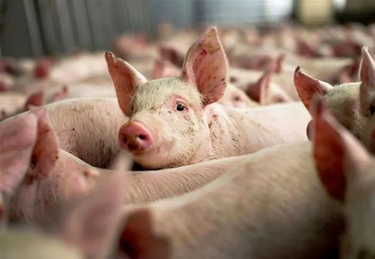 Nu, porcii nu sunt îngropați de vii în România din cauza pestei porcine