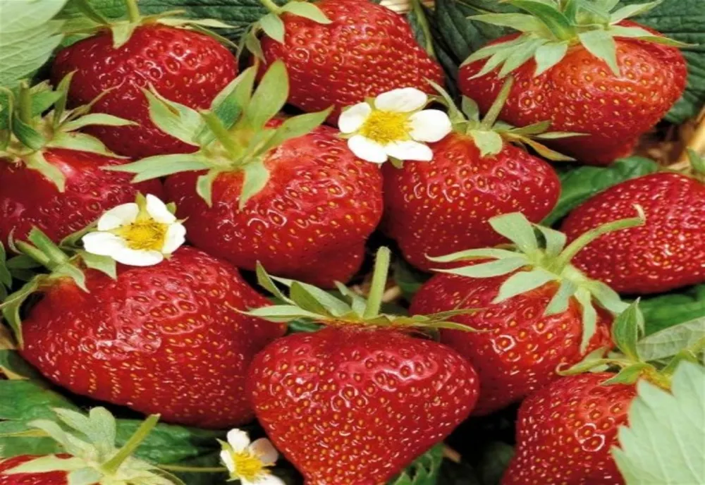Aceste trei fructe au cele mai multe reziduuri de pesticide