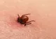 Boala Lyme și ce pericole are mușcătura de căpușă
