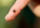 Cum te protejezi de căpușe. Metoda simplă și ieftină care ține insectele deoparte
